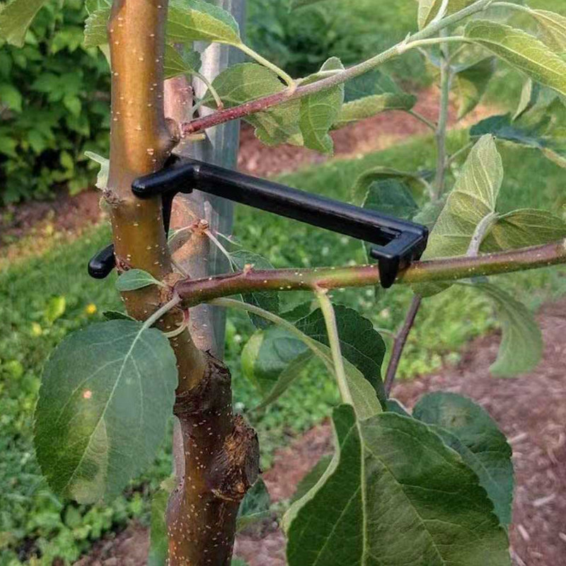 Fruit Tree Branch Puller Plant - Root Watering Spike 评论和价格