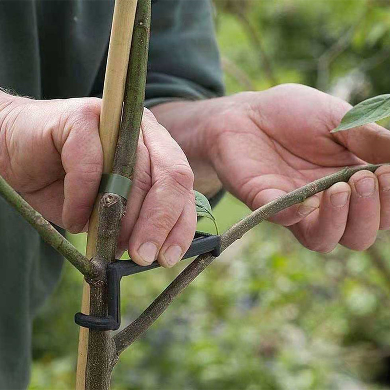 Fruit Tree Branch Puller Plant - Root Watering Spike 评论和价格